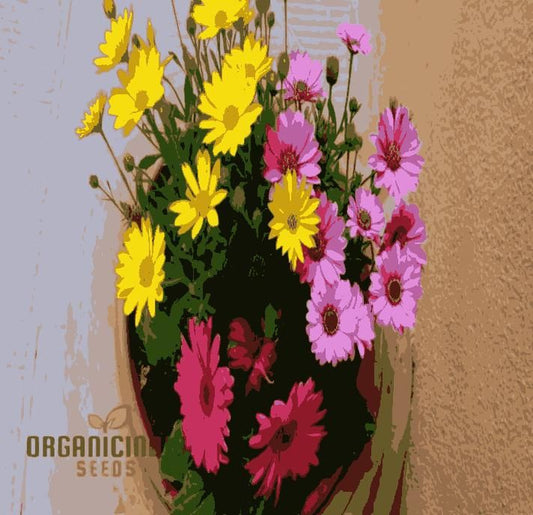 Gerbera Mix Flowering Seeds for Beautiful Blossoms