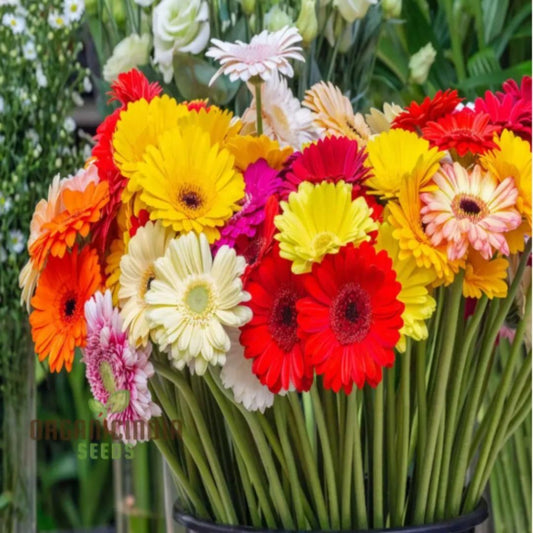 Gerbera Mix Flowering Seeds for Beautiful Blossoms